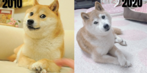 Kabosu (Doge) through the ages.