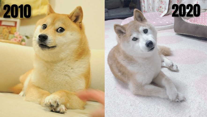 Kabosu (Doge) through the ages.