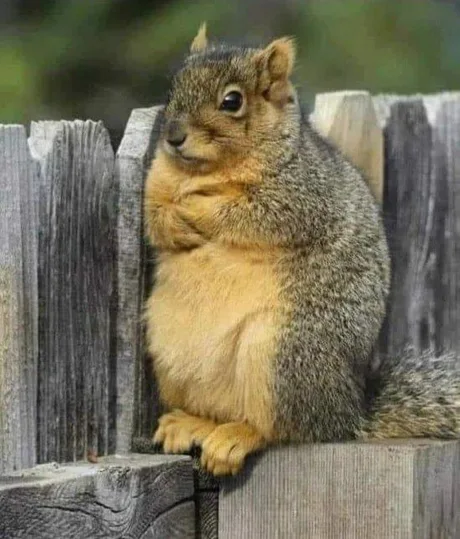 A squirrel named Karen.