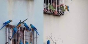 Birds visiting humans stuck in cages.