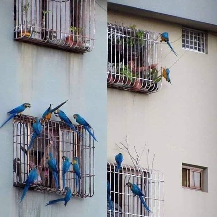 Birds visiting humans stuck in cages.