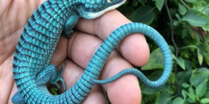 The endangered Mexican Alligator Lizard