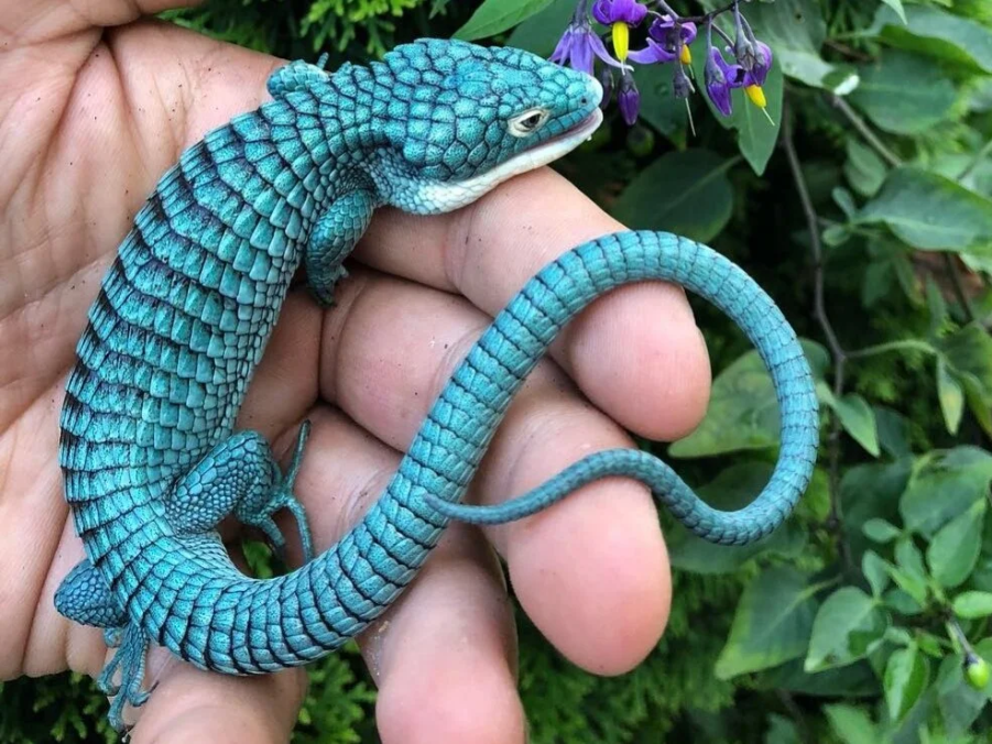 The endangered Mexican Alligator Lizard