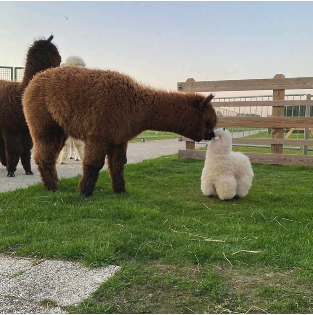 Lost in the fluff.