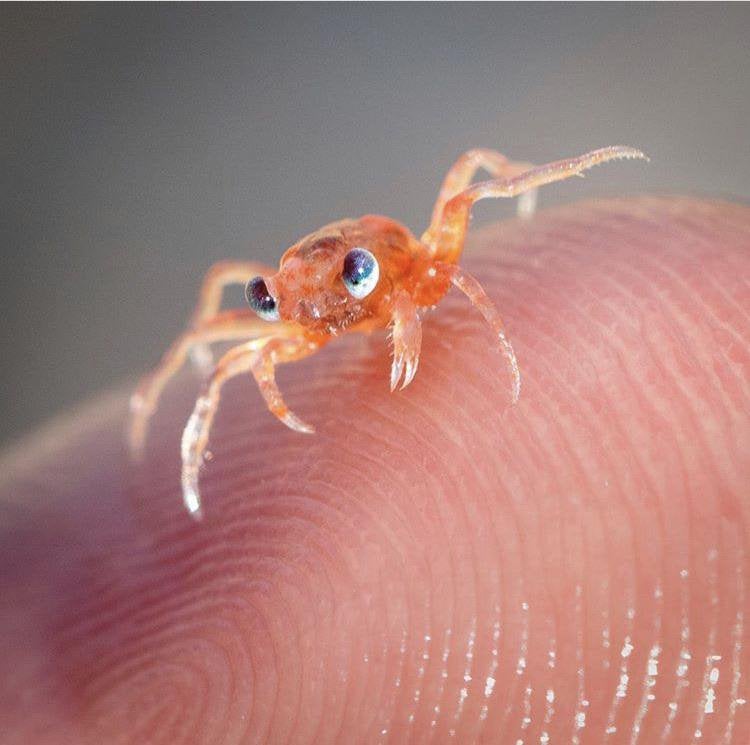 Baby crabs are pretty cutesie.