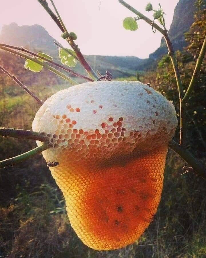 Bees on the hop plant make lovely beer-shaped honeycomb.