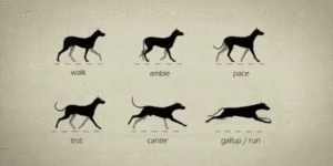 The many movements of doge.