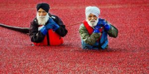 Tis the season to collect the cranberry, ~Vancouver, Canada.