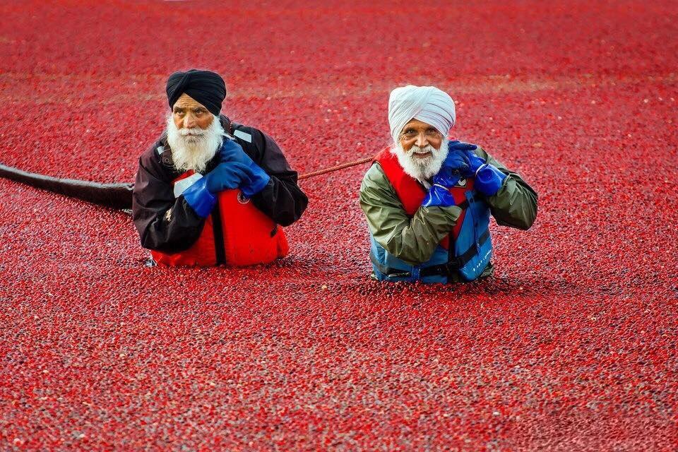 Tis the season to collect the cranberry, ~Vancouver, Canada.