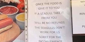 You must purchase seagull insurance…