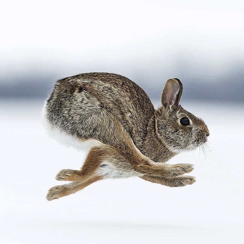 Easter Yogi