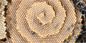 There’s a species of bee that makes spiral honeycombs