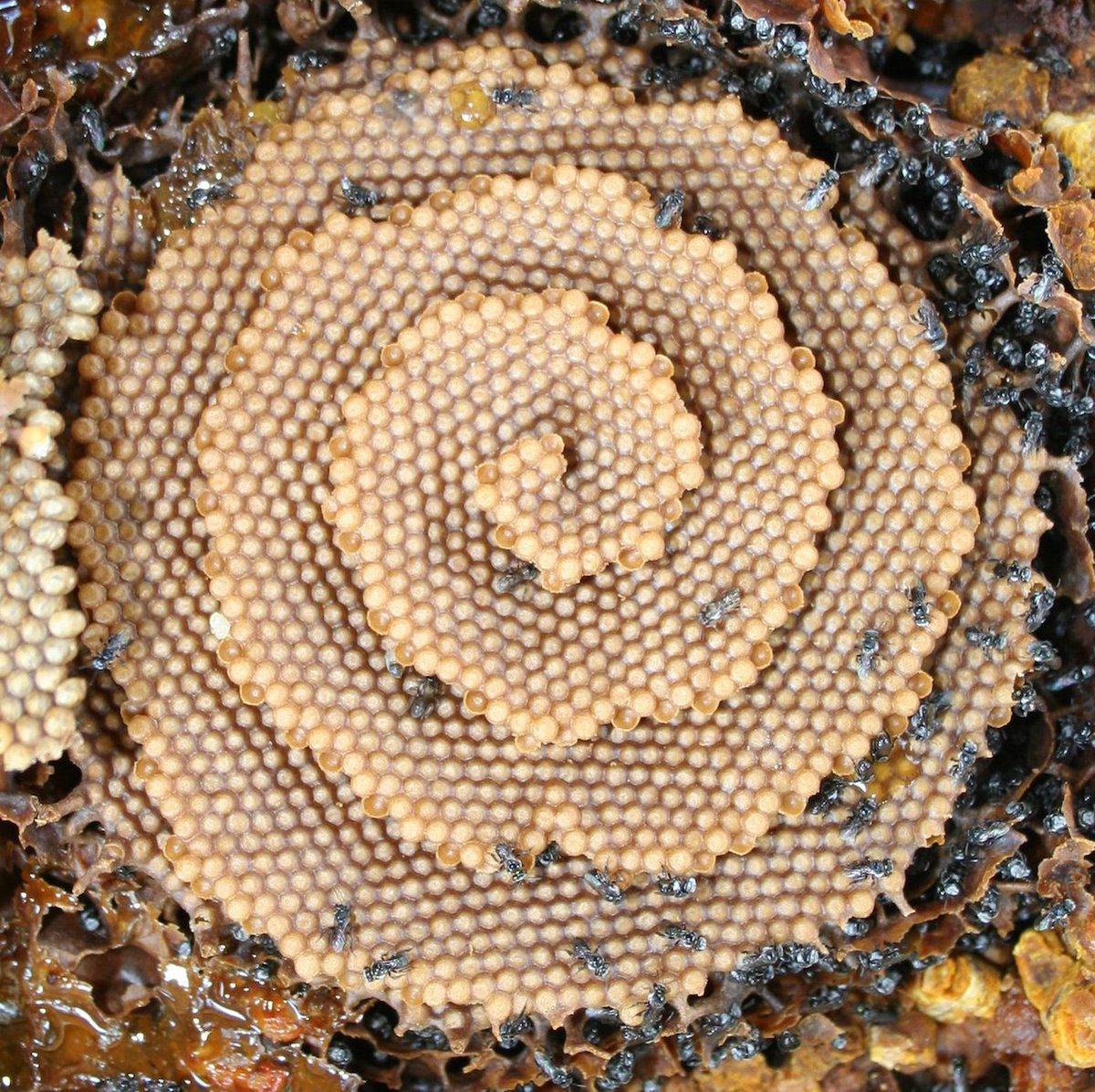 There's a species of bee that makes spiral honeycombs