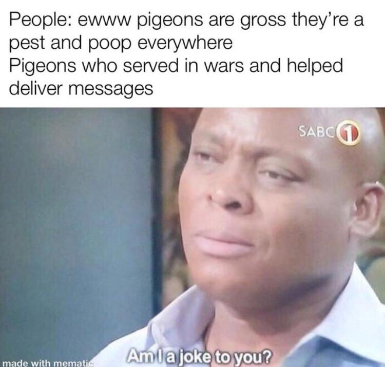 Pigeons are underrated for the most part.