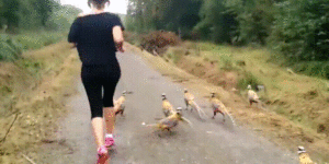 Jogging in Jurassic  Park