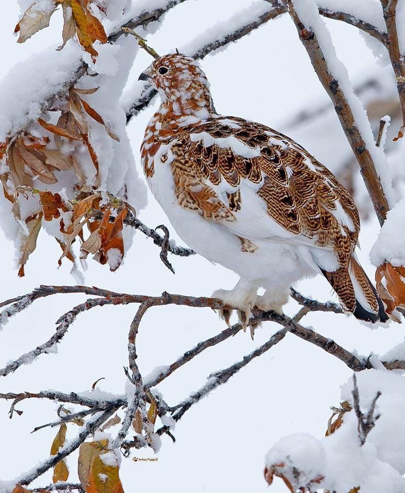 The tree is a bird!