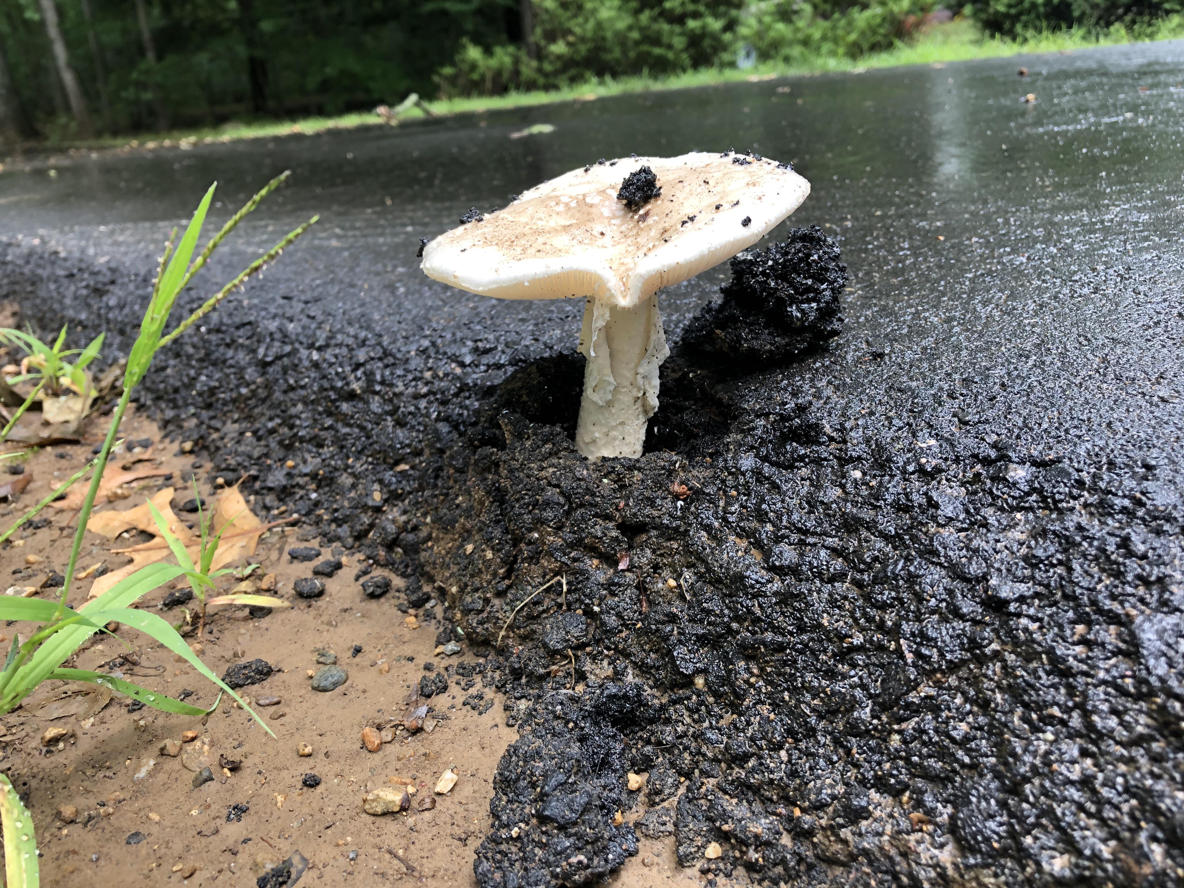 Nature vs asphalt.