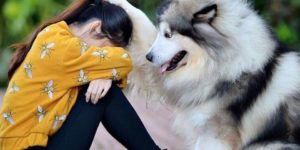 He’s something of an emotional support pup.