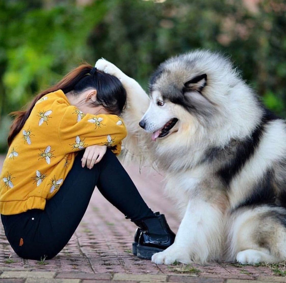 He's something of an emotional support pup.