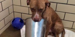 The rescue group says he’s lost without his bucket and will have to take it to his new forever home
