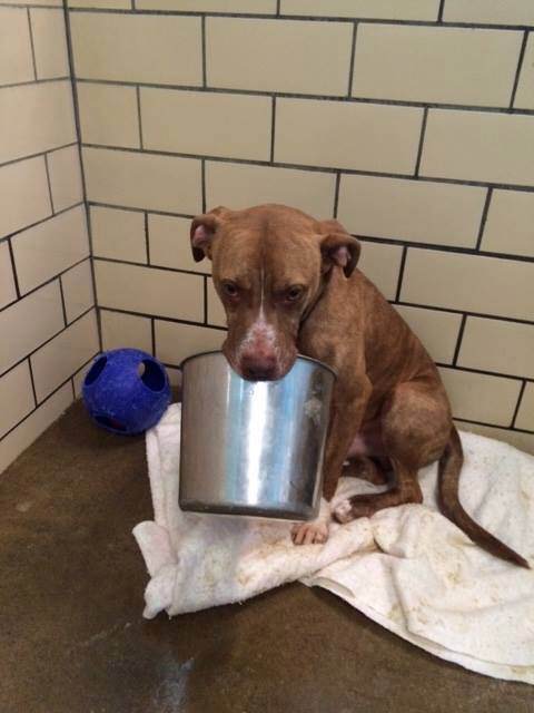 The rescue group says he's lost without his bucket and will have to take it to his new forever home