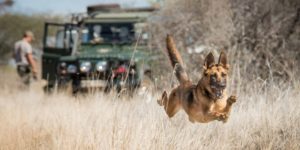 Aya is the newest member of the anti-poaching patrols in the Tsavo Conservation.