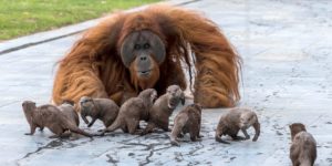 Ujian the orangutan making friends with a group of otters at the Pairi Daiza zoo, Belgium