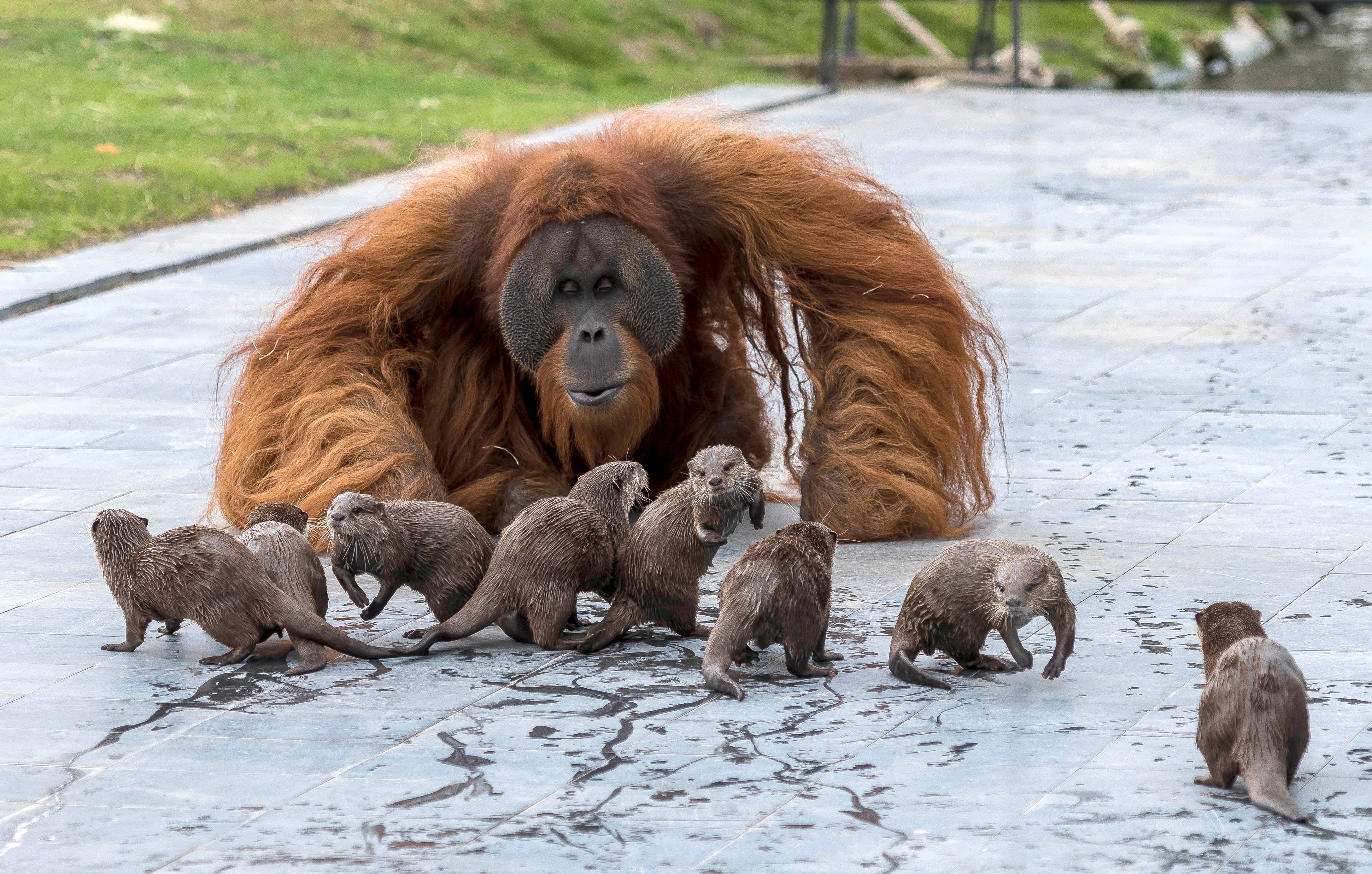 Ujian the orangutan making friends with a group of otters at the Pairi Daiza zoo, Belgium