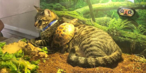 the gato shall lie down with the turtleboy…