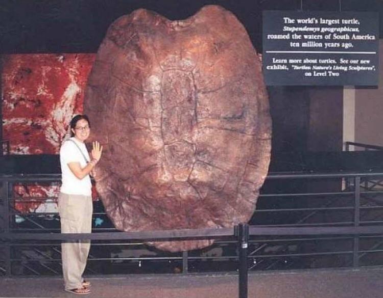 Turtles 10 million years ago...