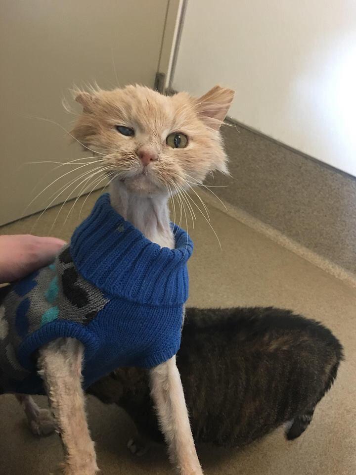 This cat looks like a cartoon cat that would have a fish skeleton in his mouth.