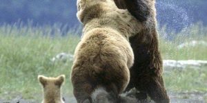 It is not wise to mess with mamma bear