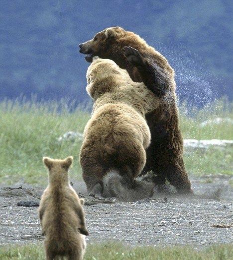 It is not wise to mess with mamma bear