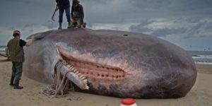 Sperm whales don’t have teeth in their upper jaw, instead they just have sockets to fit the lower teeth