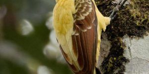 The Pikachu bird is native to South America.