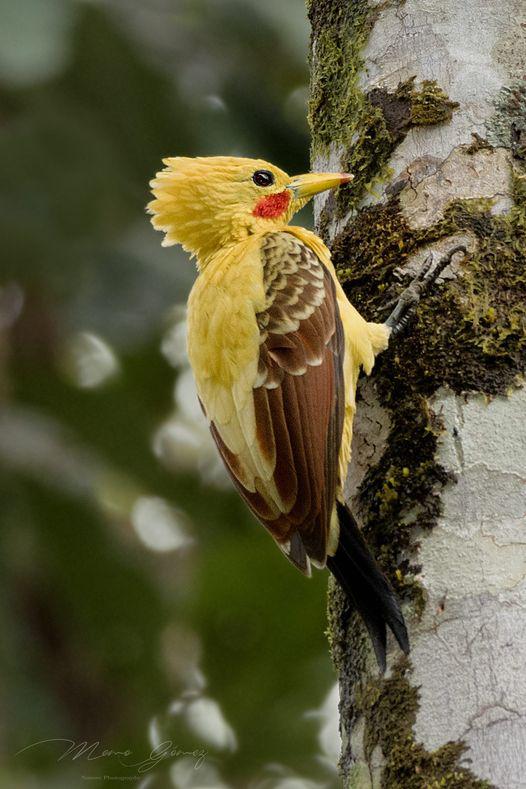 The Pikachu bird is native to South America.