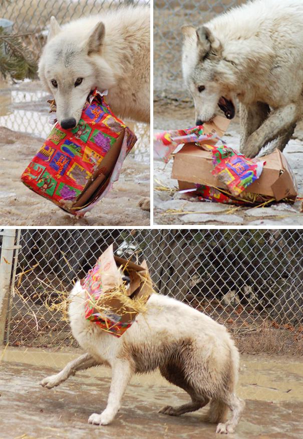 Wolves desire gifts, also.