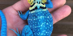 Blazing Blue [B]Lizard