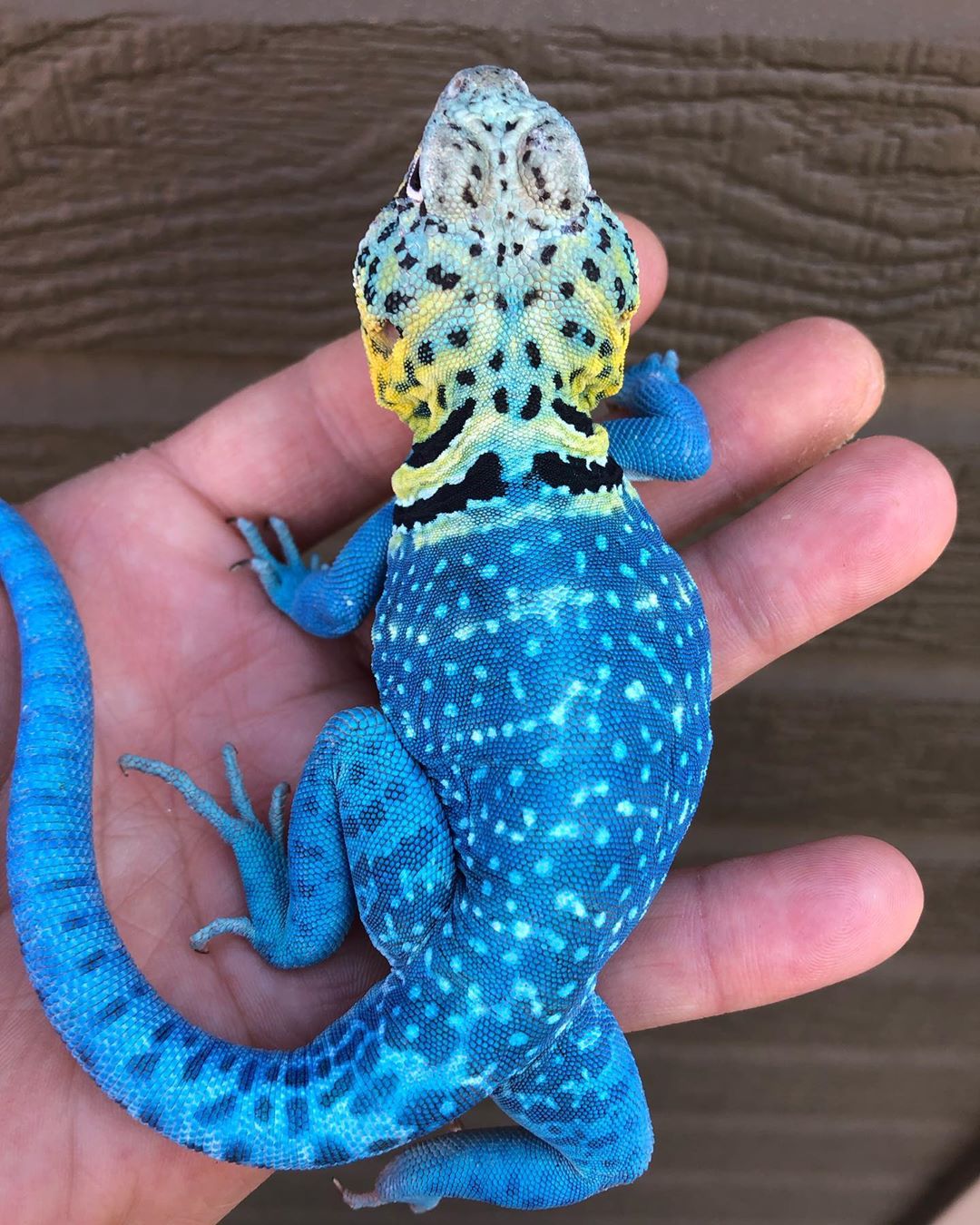 Blazing Blue [B]Lizard