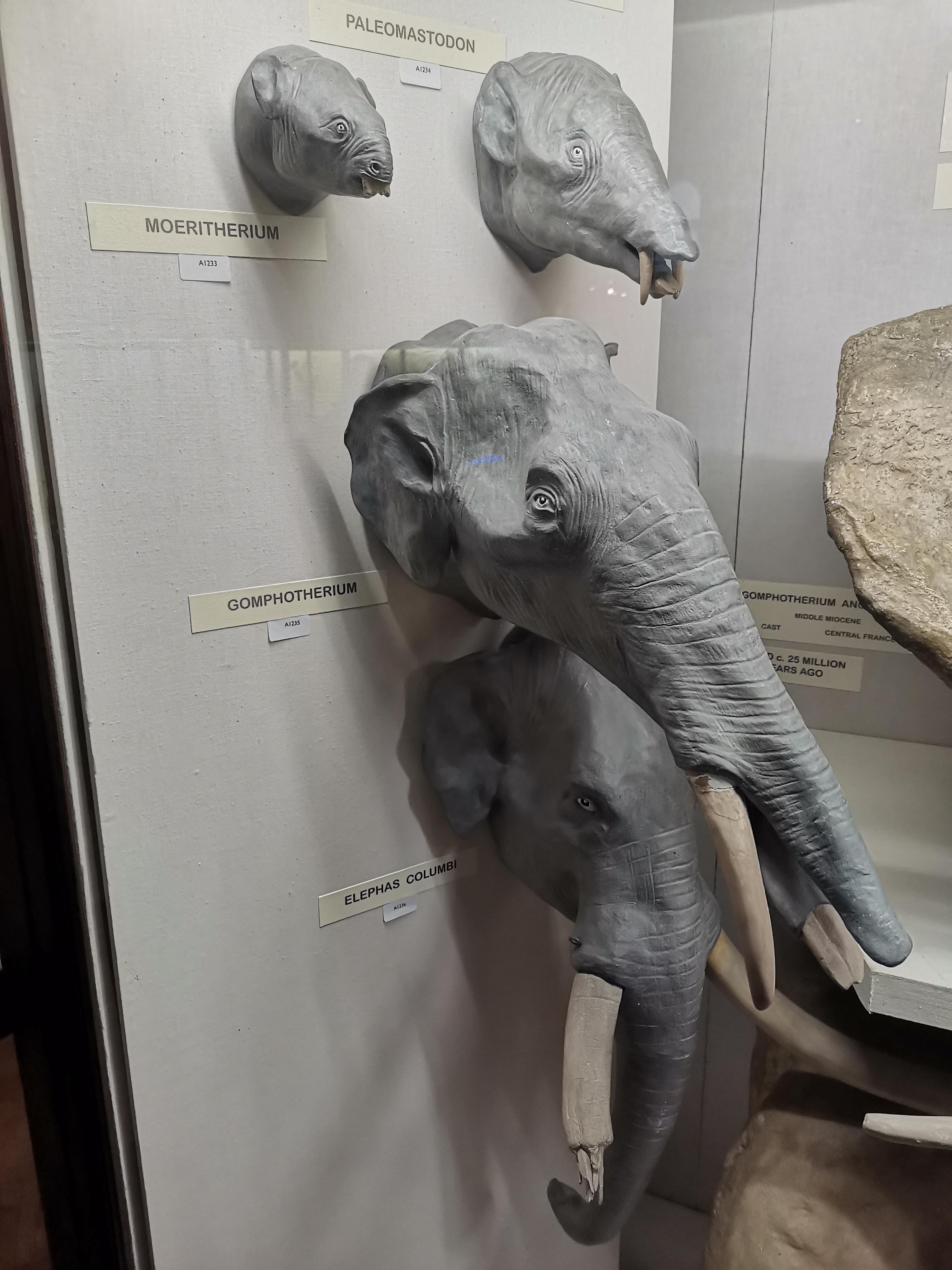 The evolution the elephant.