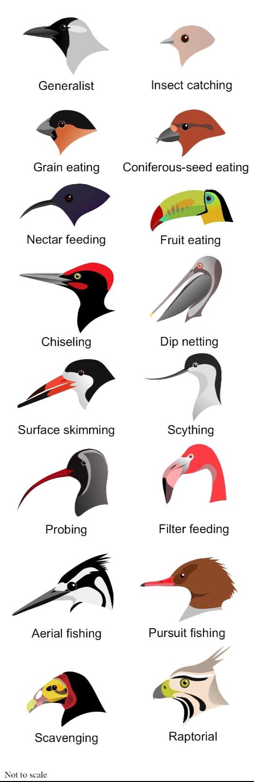 Bird beaks in their natural environment, if you please.