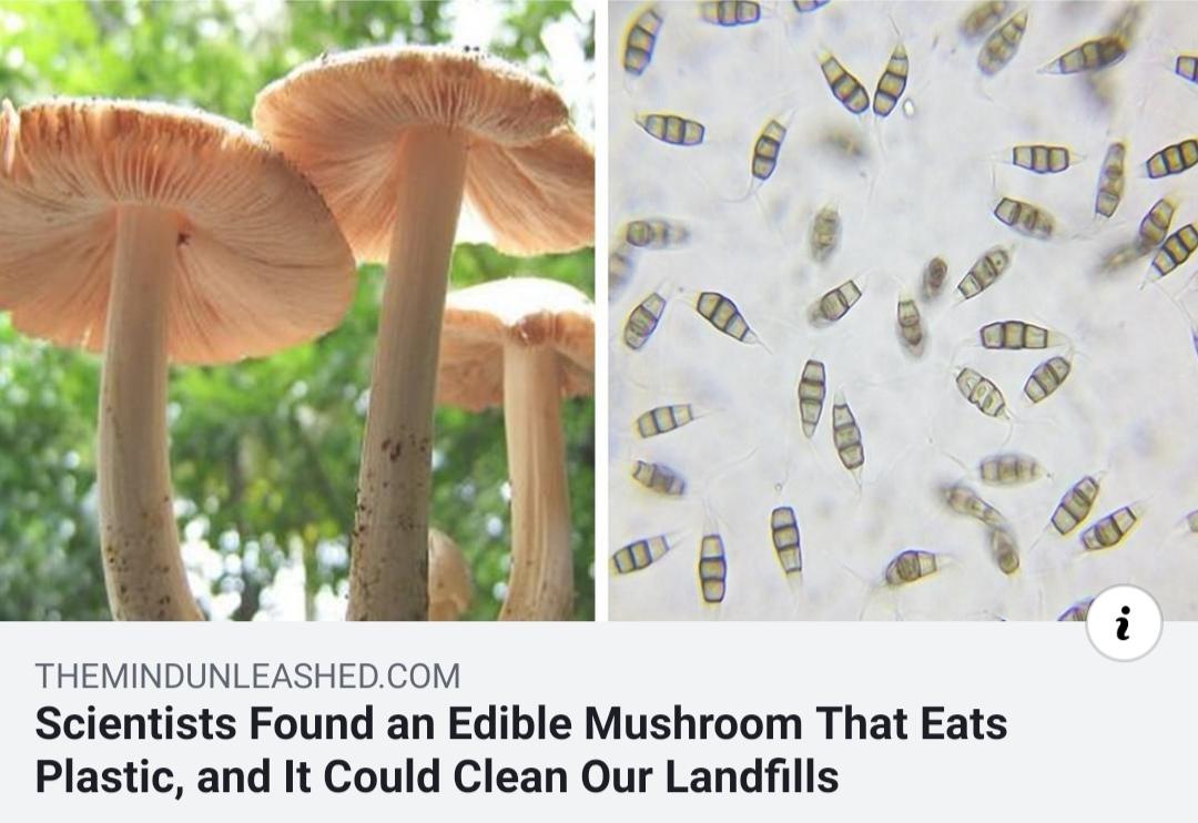 Fungi rule the world. 