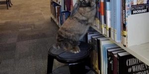 Rabbits make decent librarians.