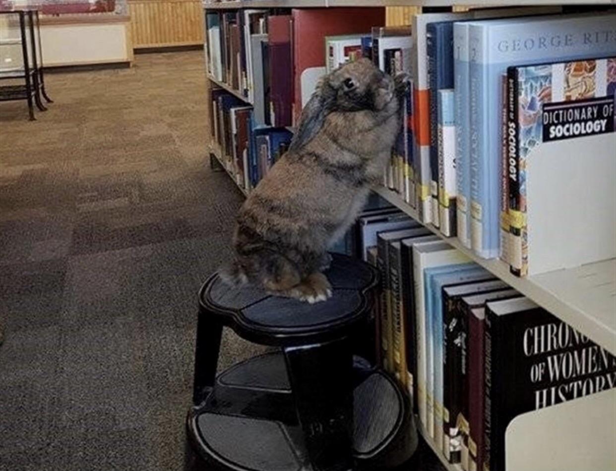 Rabbits make decent librarians. 