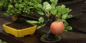 Apple bonsai!