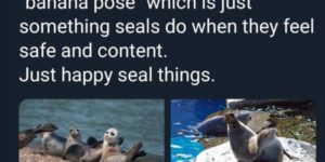 *happy seal noises*