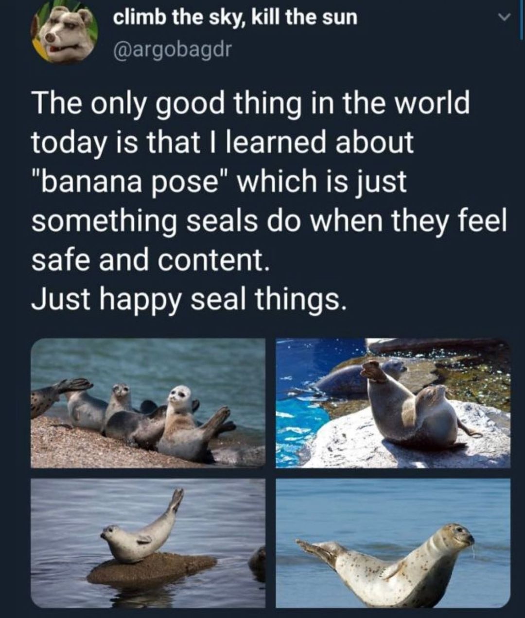 *happy seal noises*