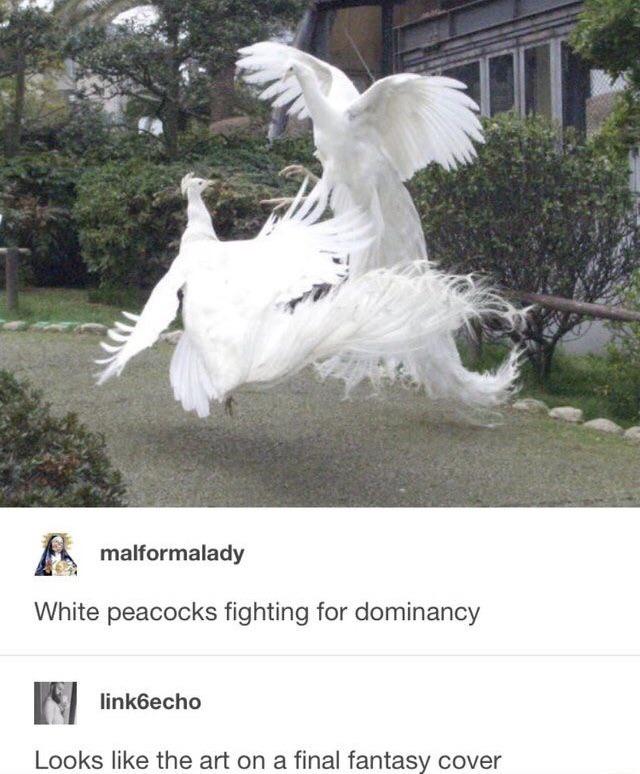 Majestic cock fighting.