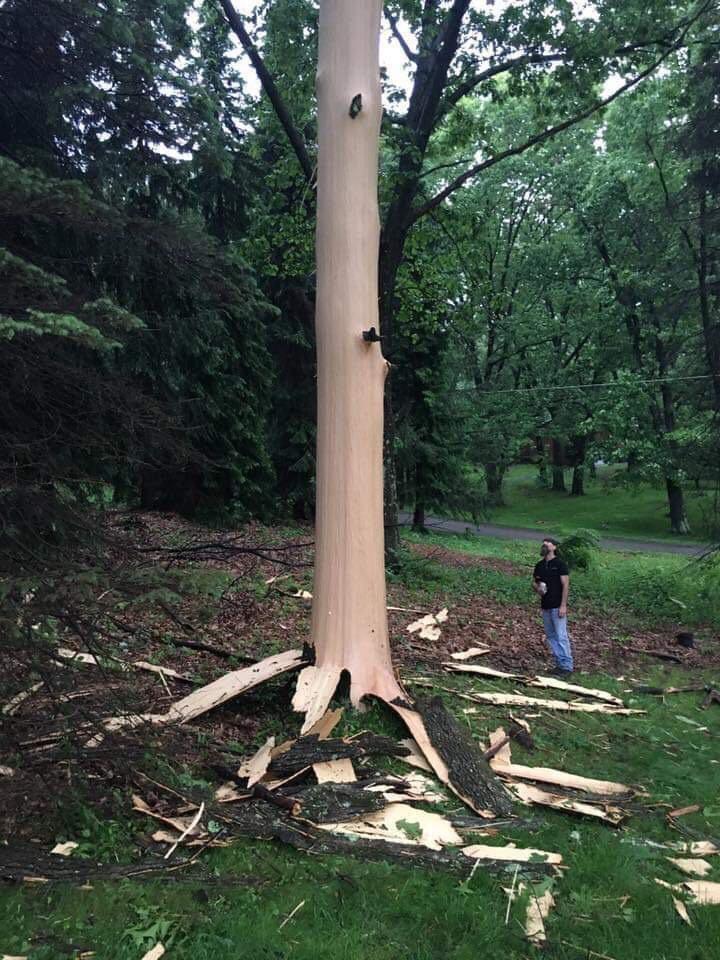 A lightning strike blew all the bark off. Very very frightening...