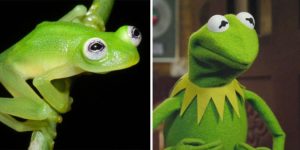 Kermit D. Frog